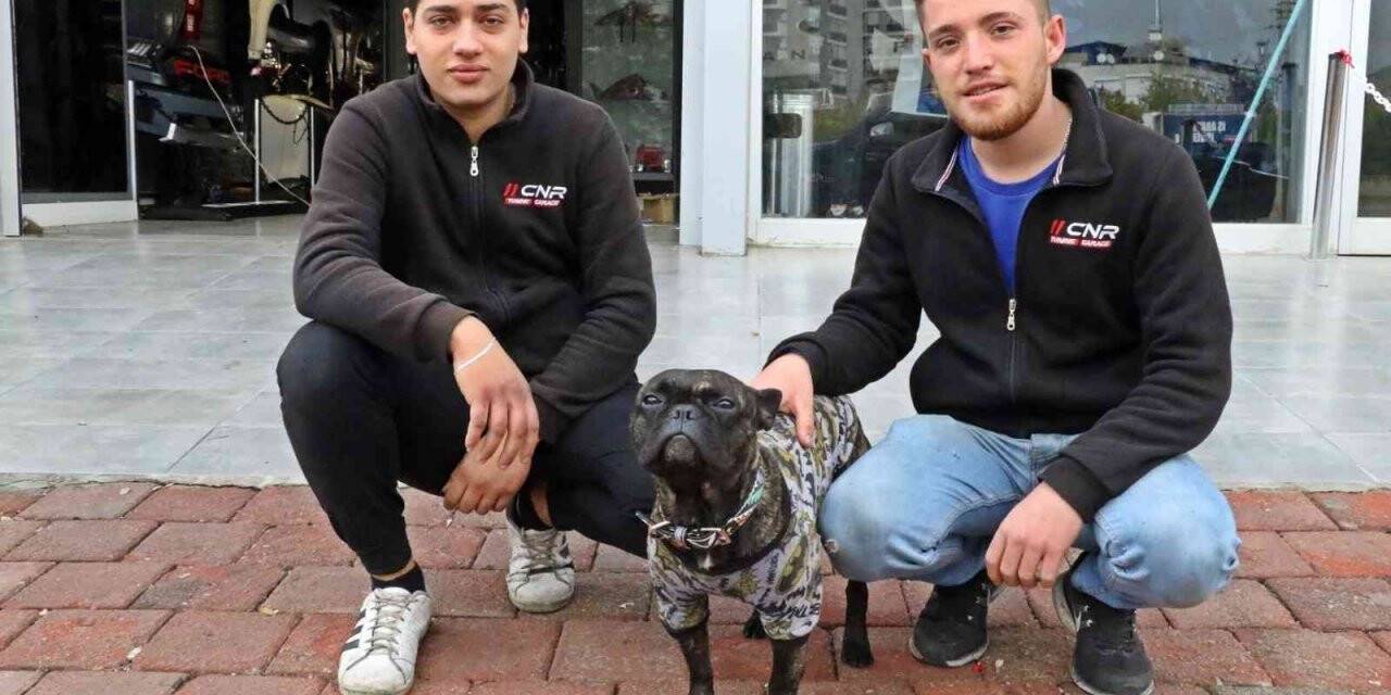 Şiddet karşıtı köpek, işyerindeki elemanları kavga ettiklerine bin pişman etti