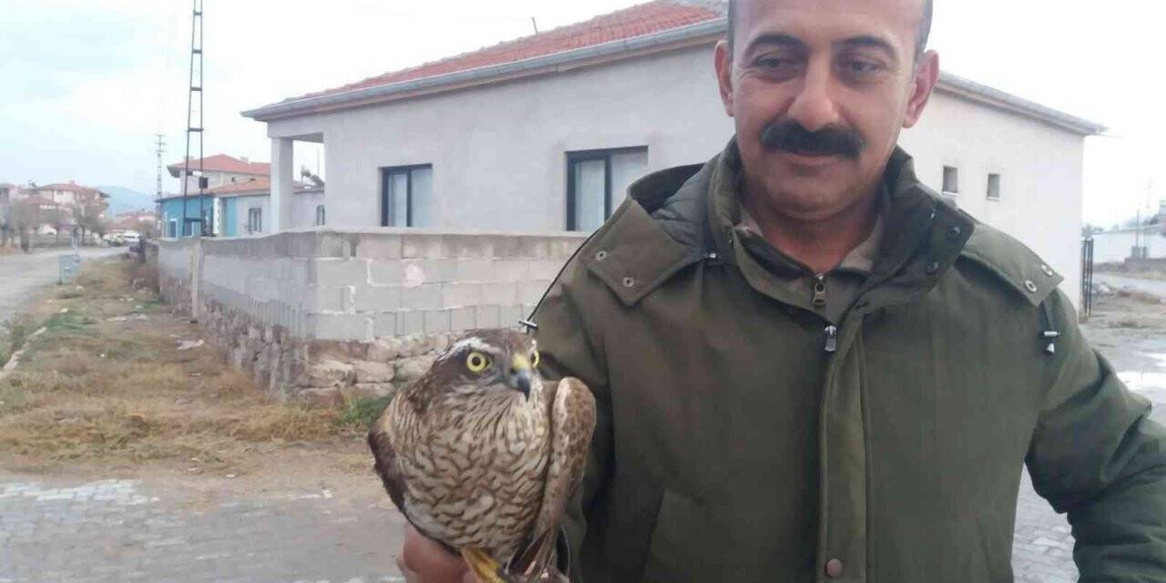 Yaralı kerkenez kuşuna yardım eli