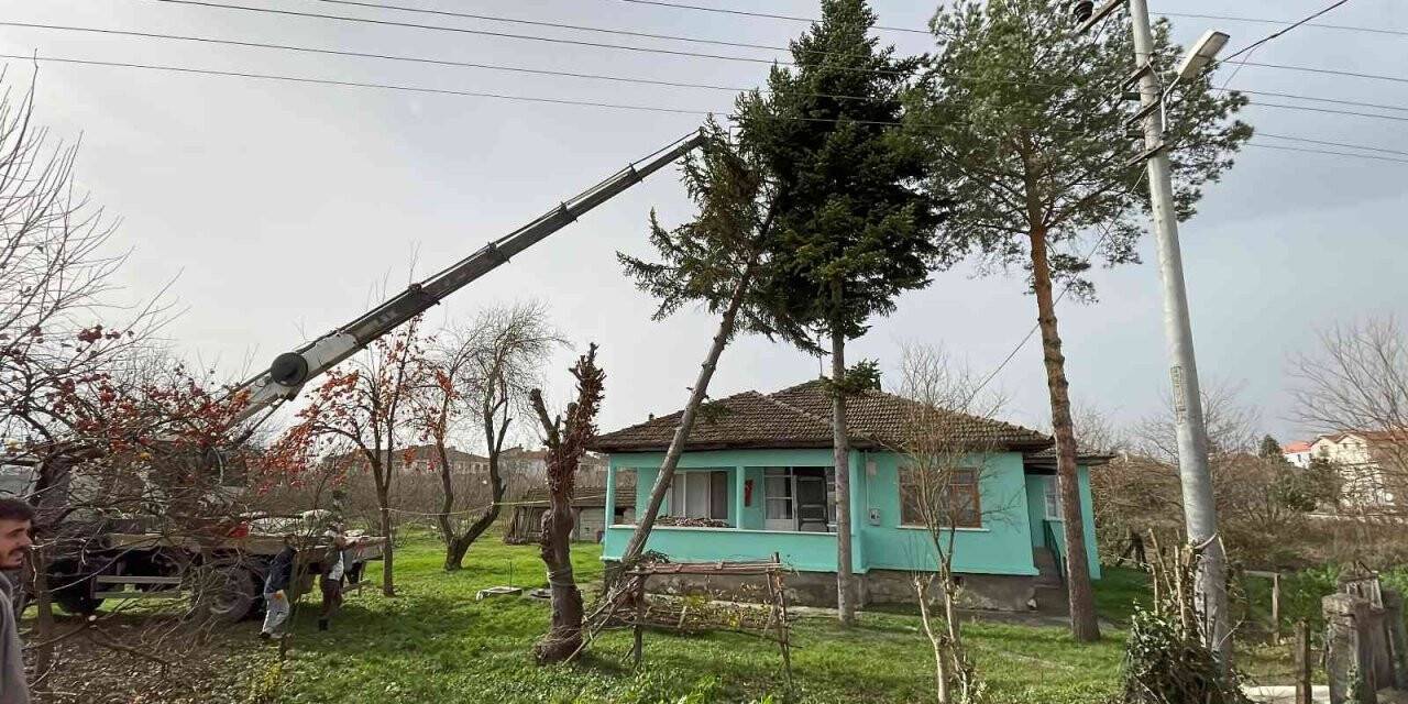 Lodos nedeniyle kökünden kırılan ağaç eve devrilmeden kurtarıldı