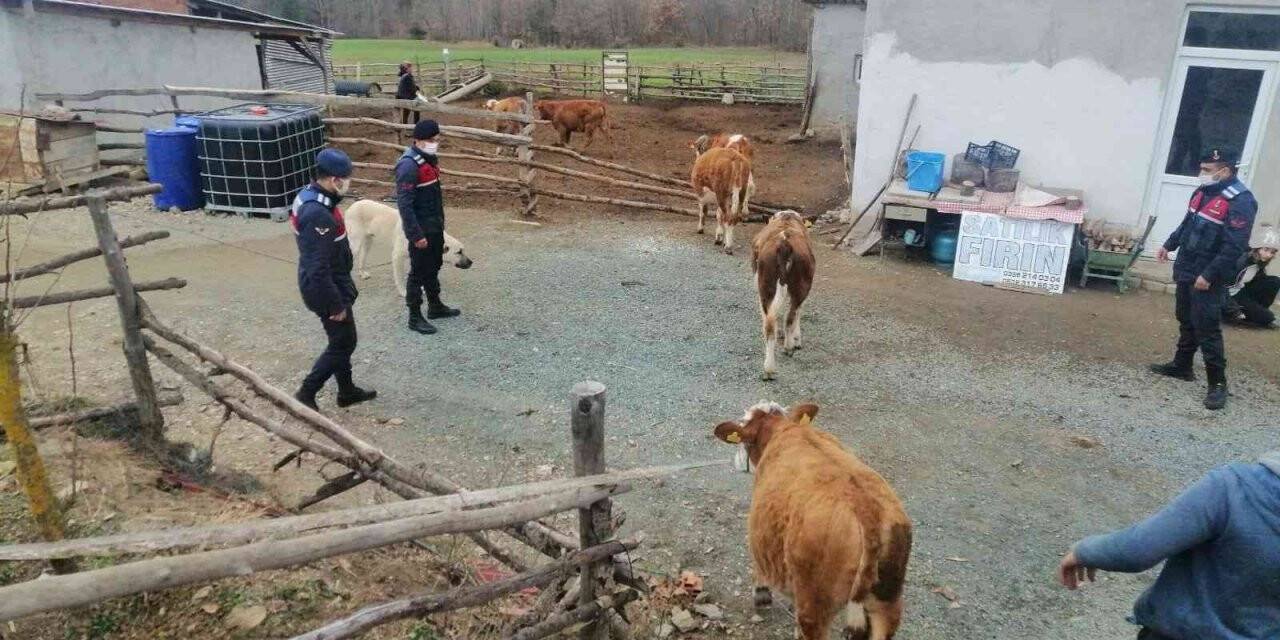 Kastamonu’da kaybolan hayvanlar, jandarma ekiplerince 7 kilometre uzaklıkta bulundu