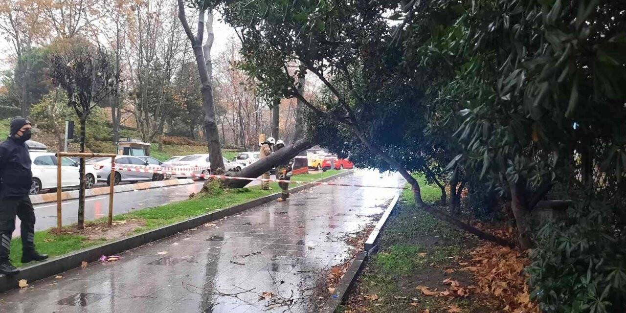 Maçka Parkı girişinde ağaç devrildi: Trafik durma noktasına geldi