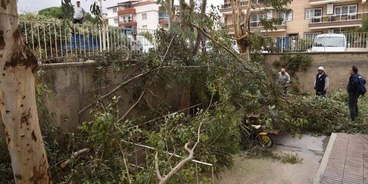 Fırtına nedeniyle devrilen ağaçlar kaldırıldı