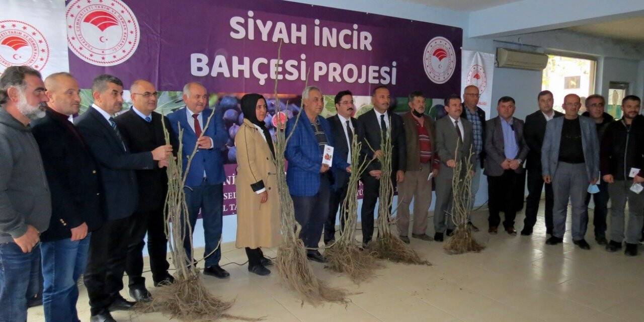 Mudanya’da siyah incir bahçesi projesi başladı