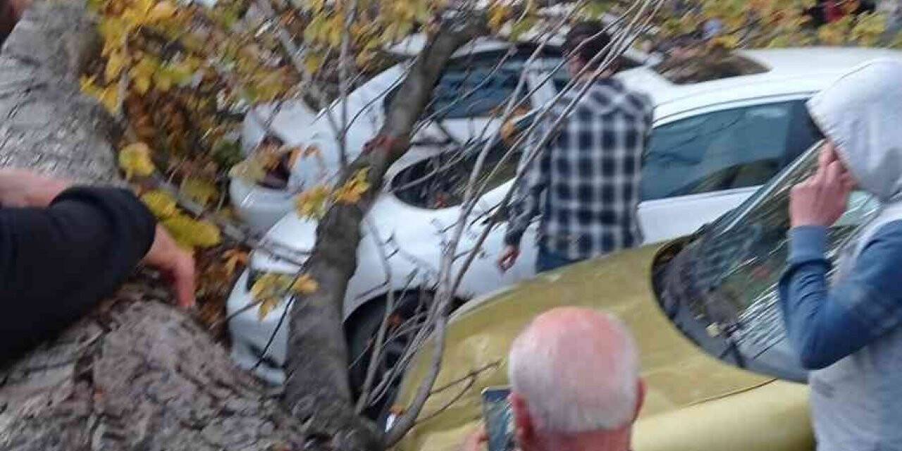 Samsun’da ağaç park halindeki araçların üzerine devrildi