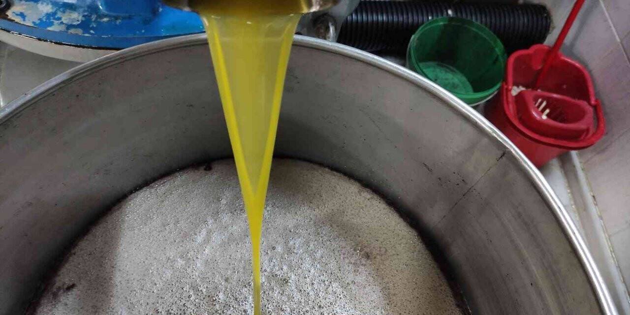 Ağaçlar yandı, zeytin yağı 50 lirayı buldu