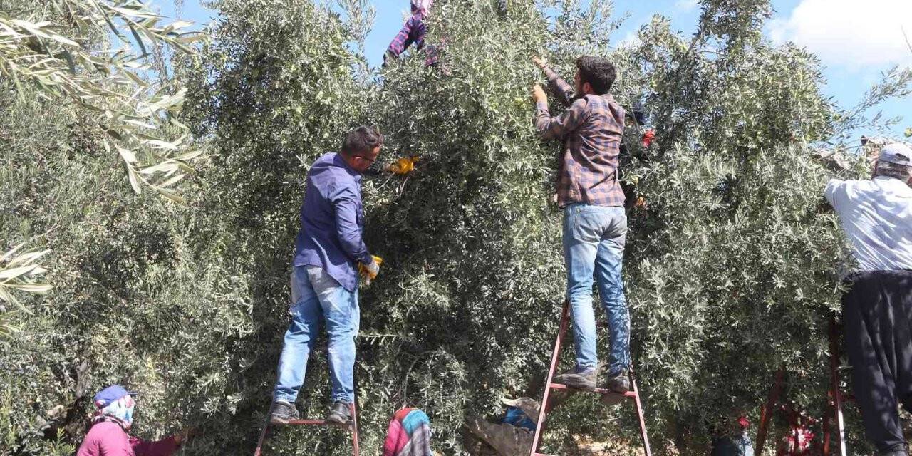 Mut’ta zeytin rekoltesi 160 bin ton