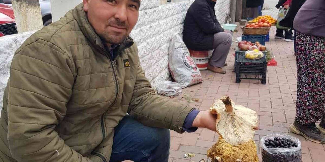 Mantar 50 liradan pazara indi