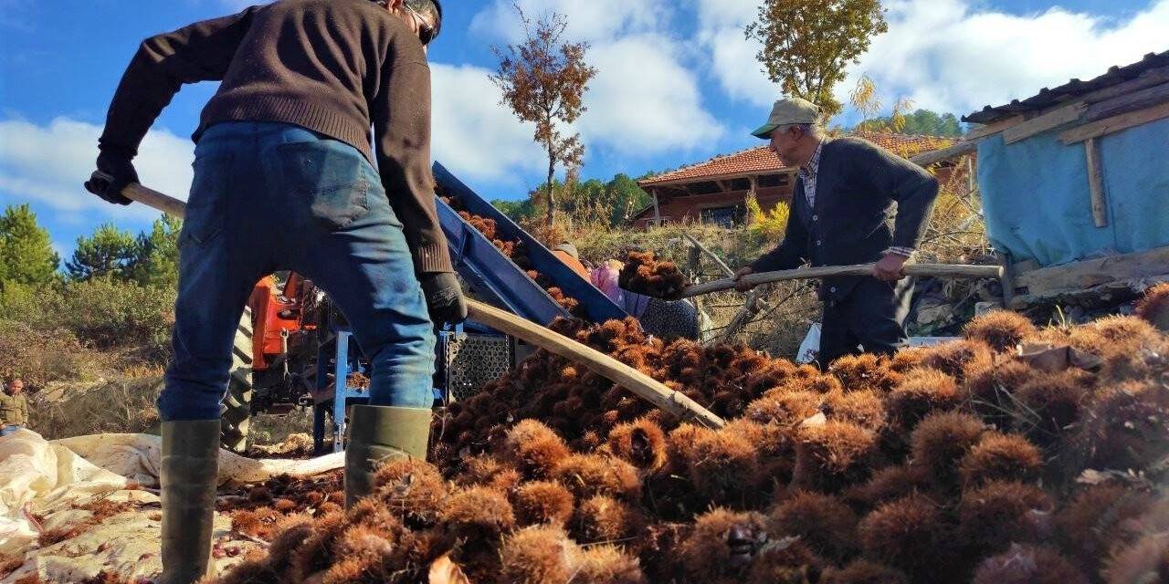 Kışın vazgeçilmez lezzeti kestanenin sofralara yolculuğu başladı