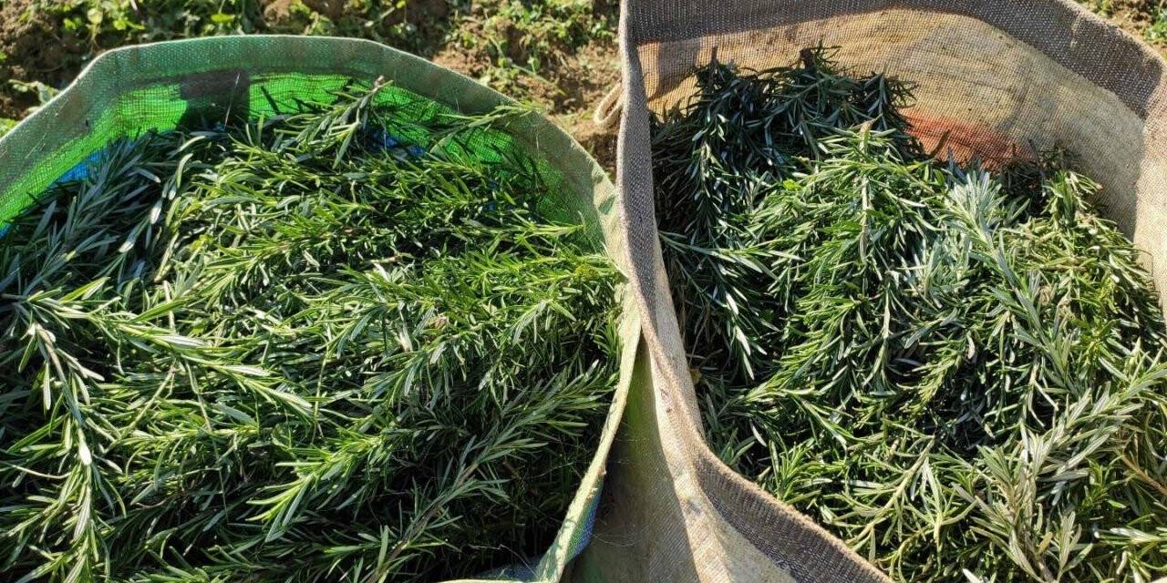 700 dekardan 150 ton biberiye toplandı