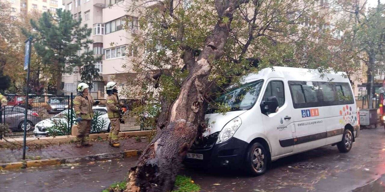 Kadıköy’de kopan ağaç park halindeki İBB aracının üzerine devrildi