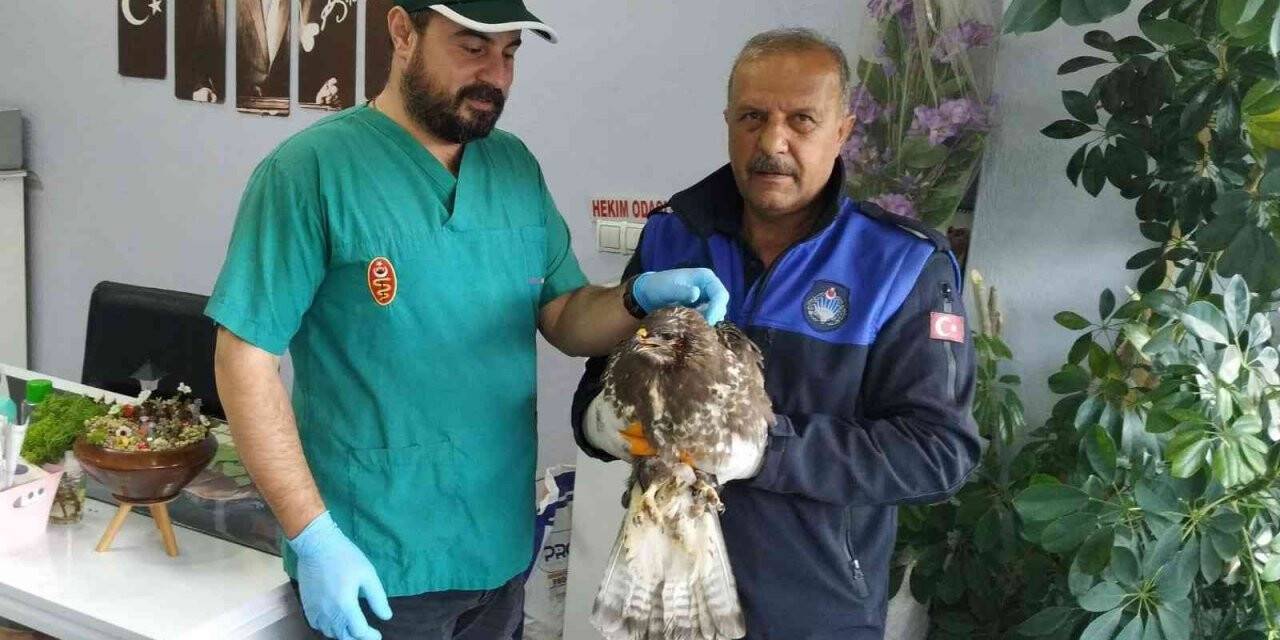 Fırtına mağduru şahini zabıta kurtardı