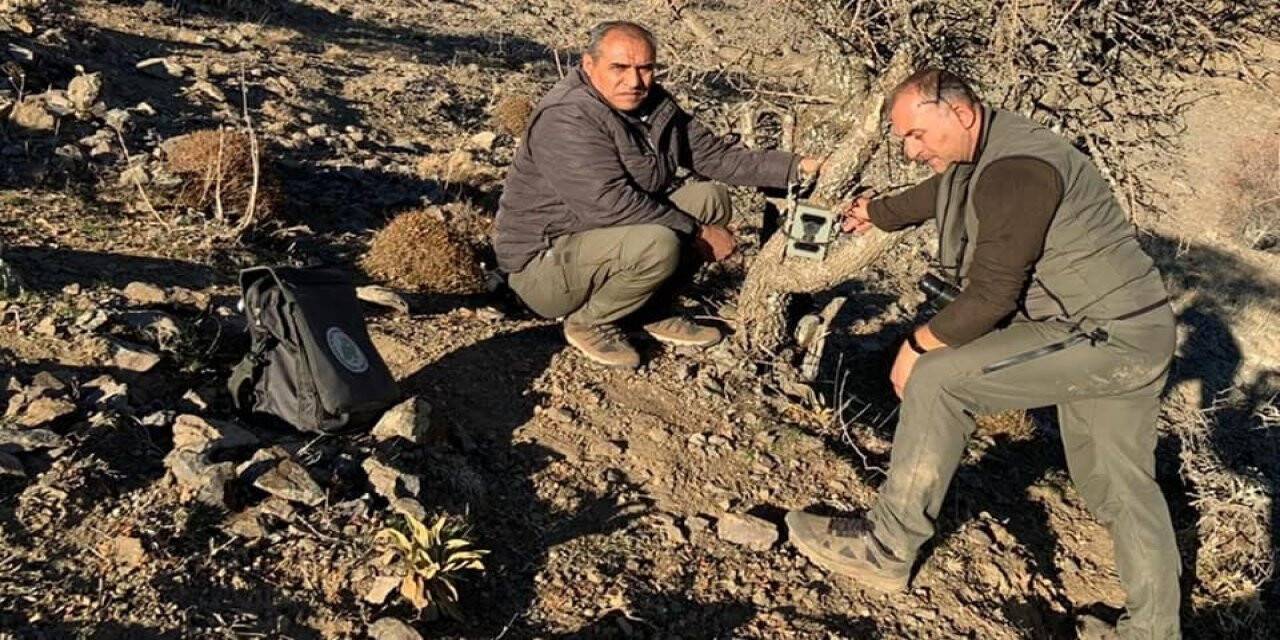 Elazığ’da yaban hayatı ve kaçak avcılar, fotokapanlarla tespit ediliyor