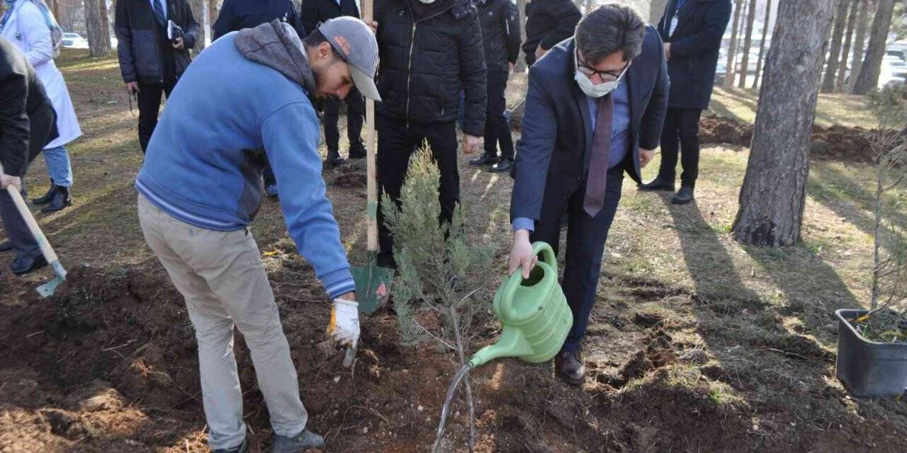 Ömrünü dolduran ağaçların yerine yenileri dikildi