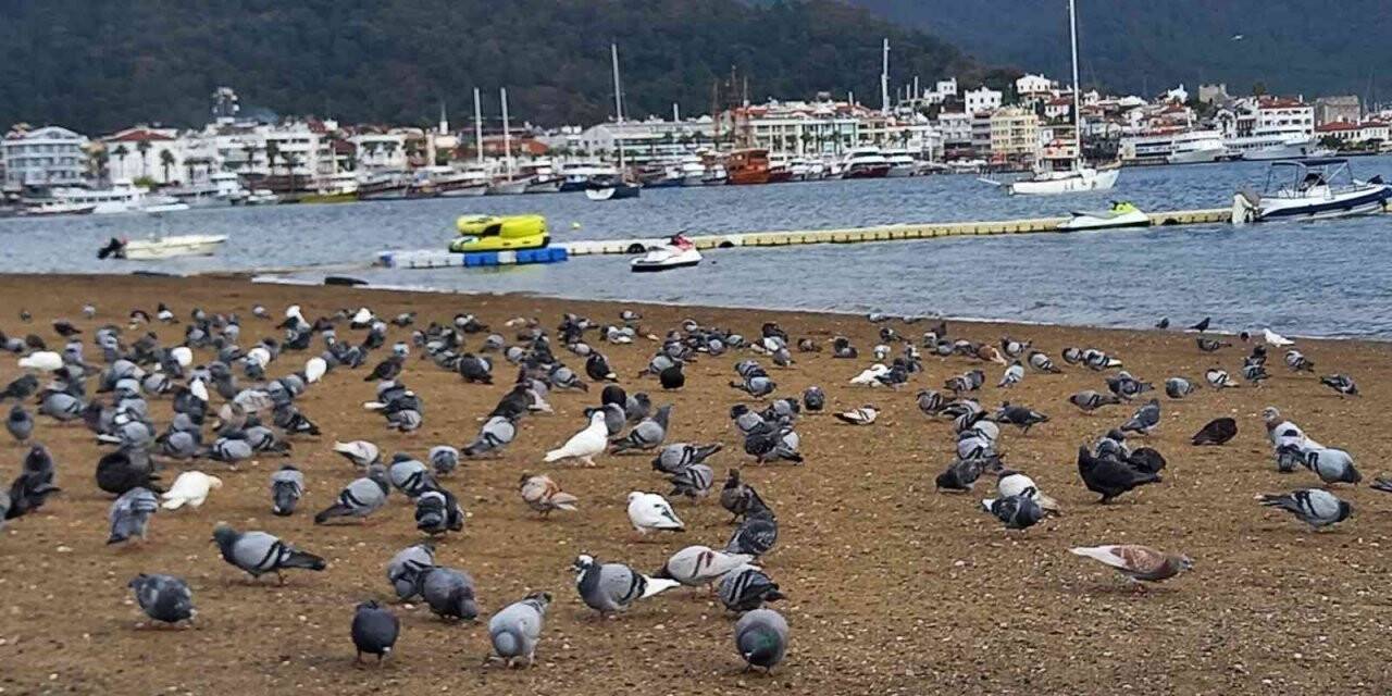 Marmaris’te sahilin keyfini bu defa güvercinler çıkardı
