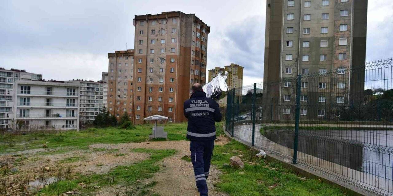 Tuzla Belediyesi’nden sokak hayvanları için mama seferberliği