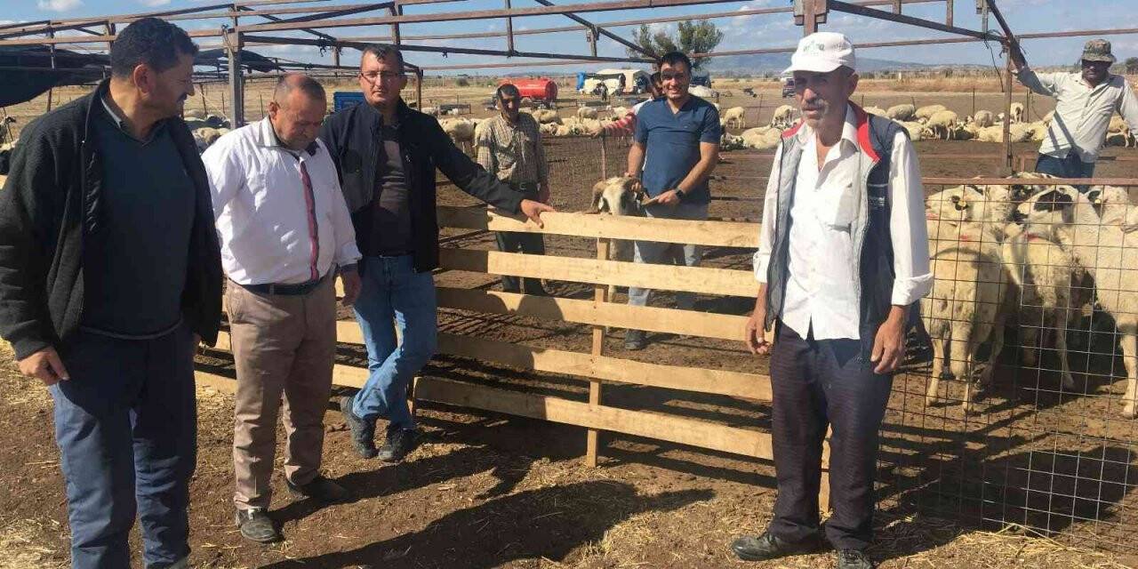 Denizli’de 67 yetiştiriciye toplam 1072 damızlık hayvan dağıtıldı