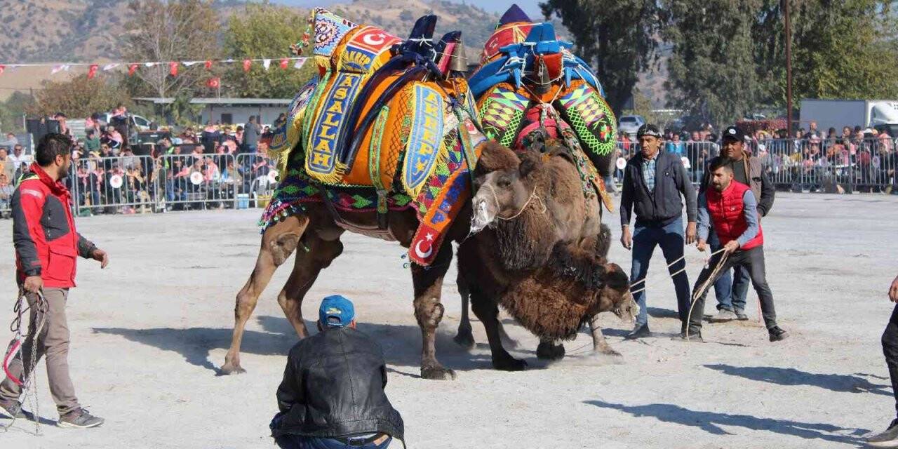 Karpuzlu Deve Güreşi’nin tarihi belli oldu