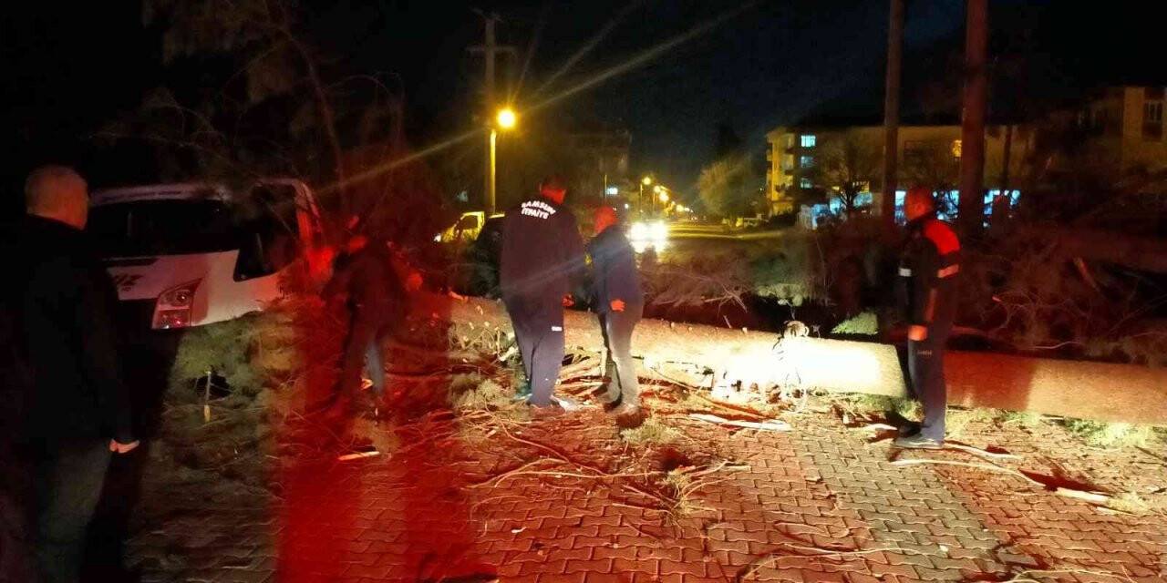 Şiddetli fırtına çam ağacını devirdi