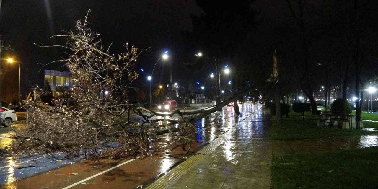 Ordu’da fırtına ağaçları devirdi