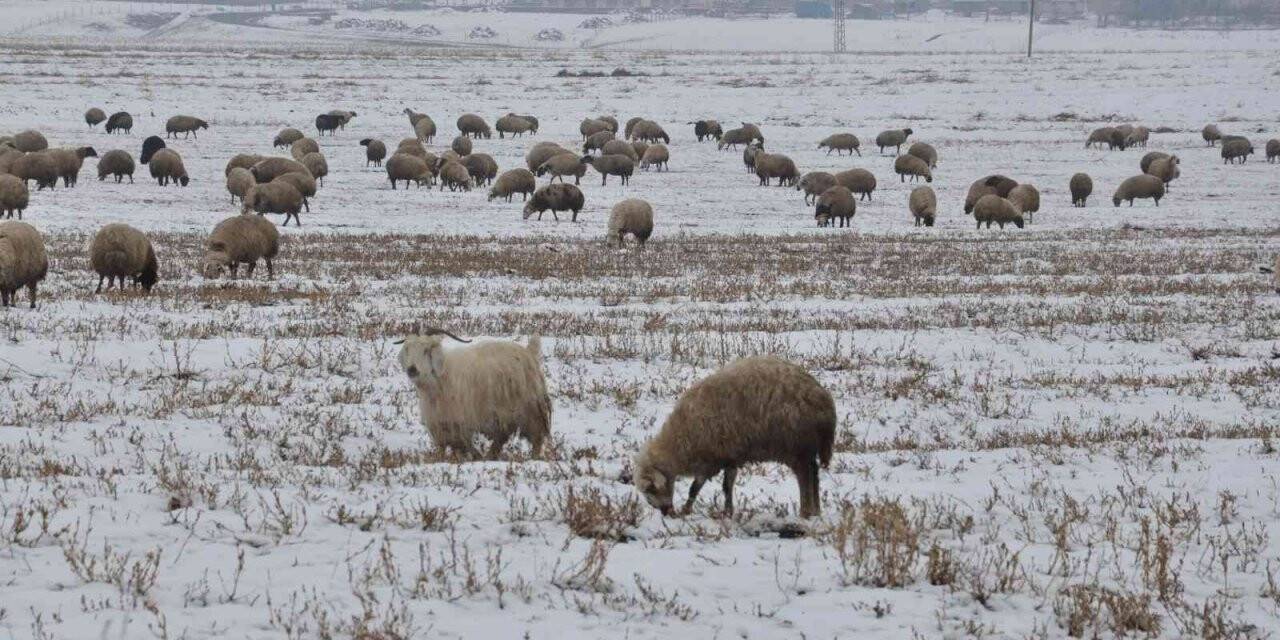 Kars’ta göçerlerin kar üzerinde zorlu yolculuğu