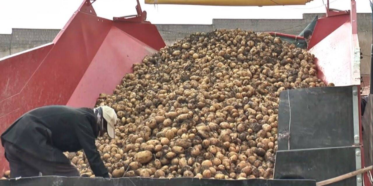 Tarladan sofraya patates