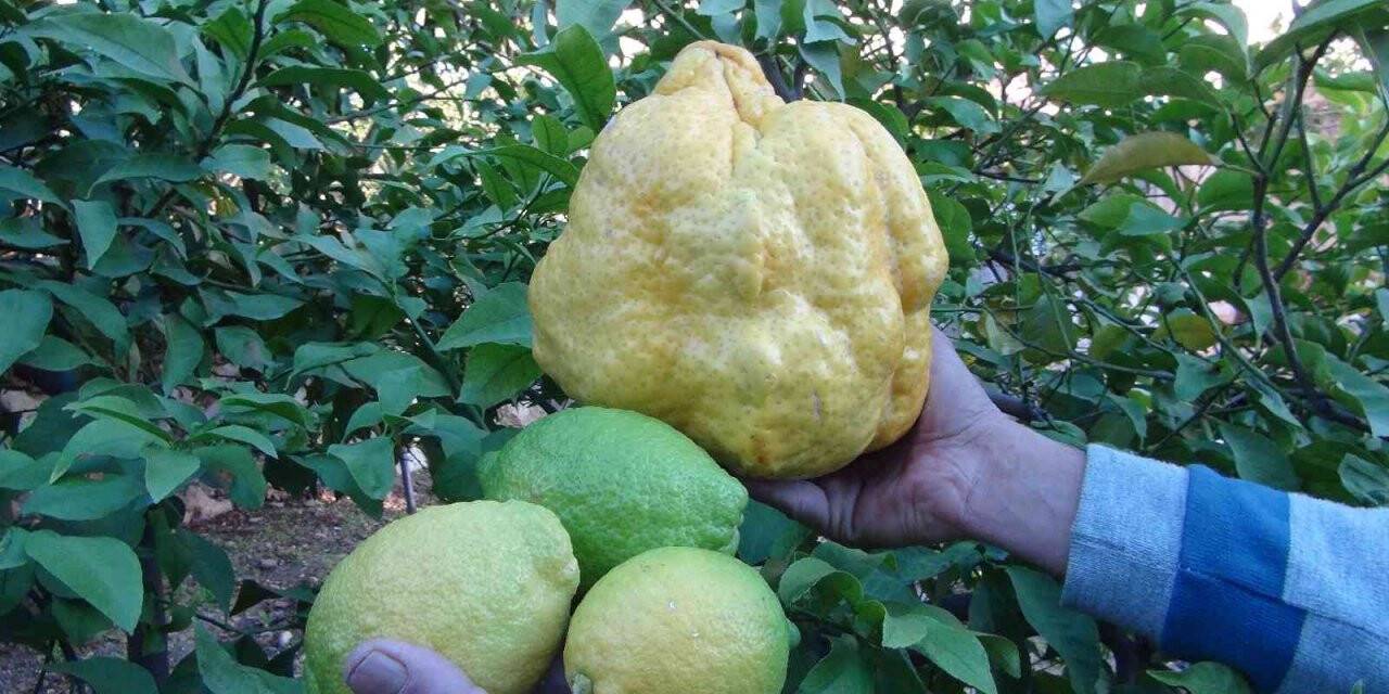 Türkiye’nin en büyük limonu 2 kilo 40 gram