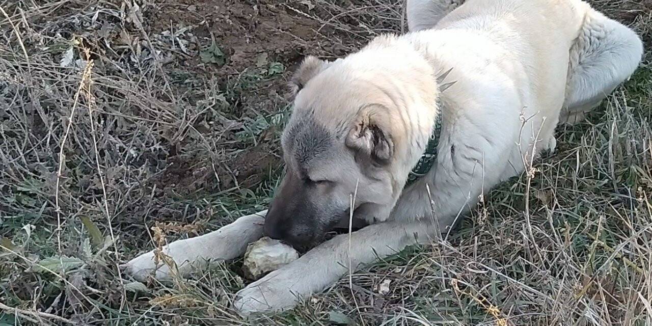 Şeker bağımlısı köpek dikkat çekiyor