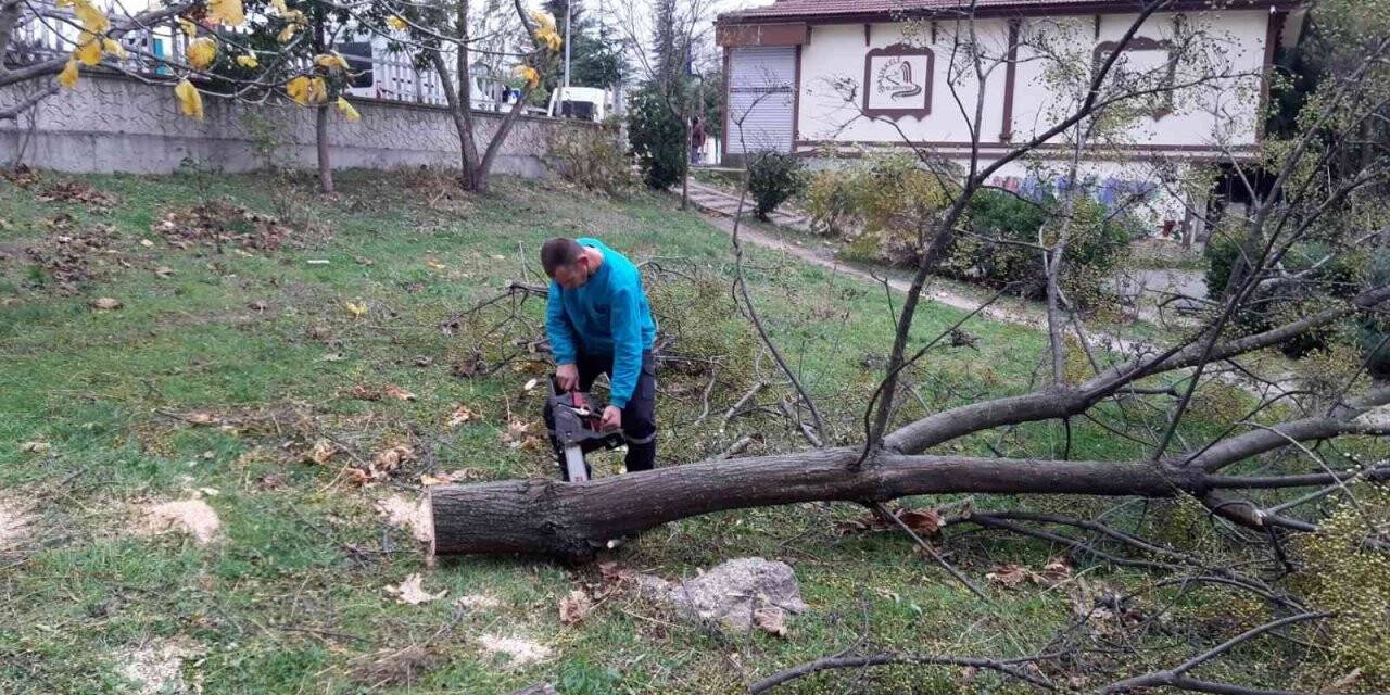 Başiskele’de fırtınadan devrilen ağaçlar kaldırıldı