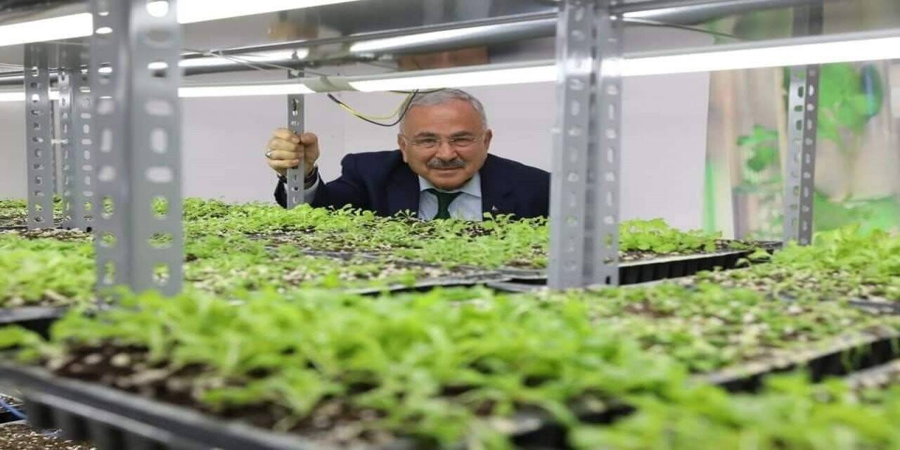 Ata tohumları Ordu’da hayat buluyor