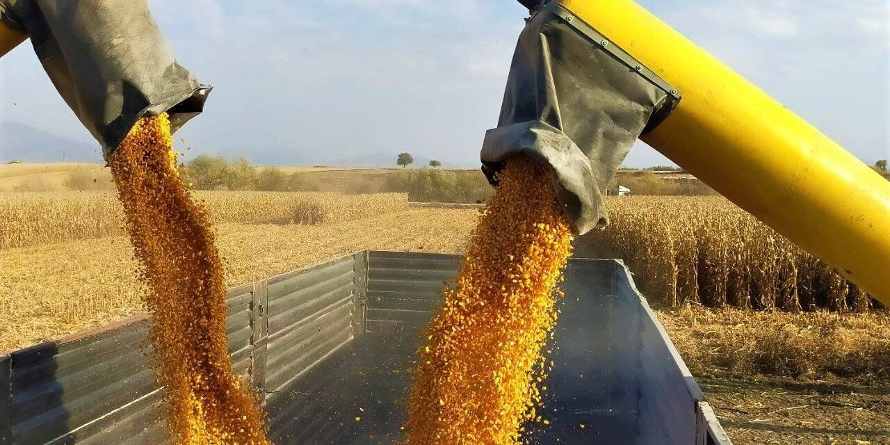 Mısır çiftçinin yüzünü güldürdü
