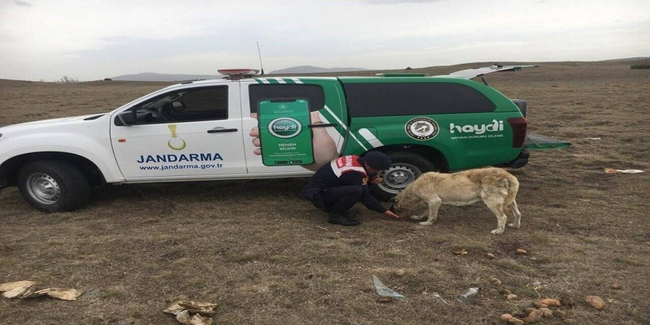 Jandarma ekipleri kırsaldaki hayvanları unutmadı