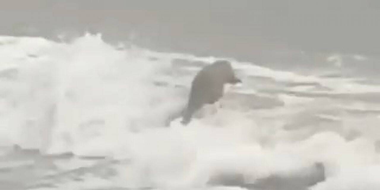Lodosta karaya vuran su samuru karnının doyururken görüntülendi