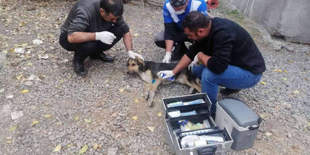 Belediye ekipleri yaralı köpeği kurtardı