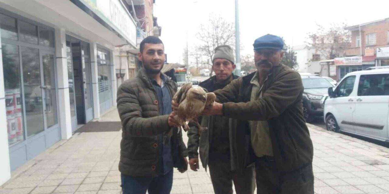 Yaralı kızıl şahinler tedavi altına alındı