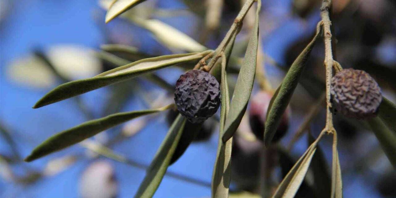 “Hurma zeytin”in hasadı başladı