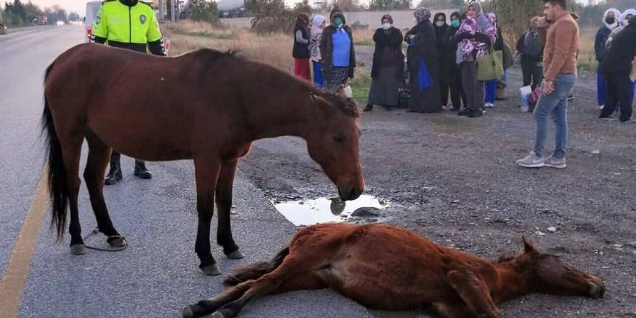 Yavrusunun başından bir an olsun ayrılmadı