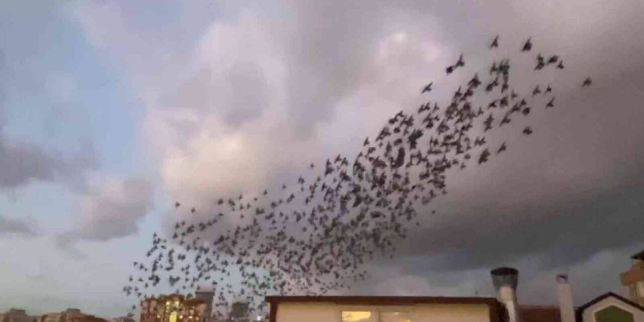 Maltepe’de sığırcık kuşlarının eşsiz dansı görenleri büyüledi
