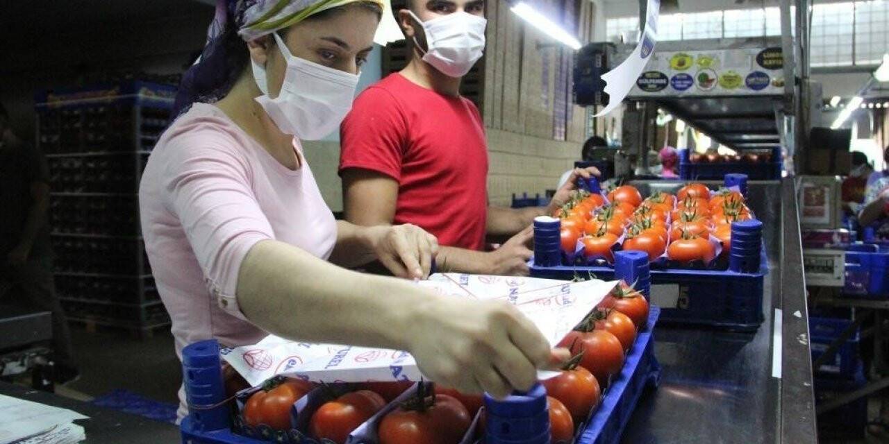 Domateste üretim artarken fiyat düştü