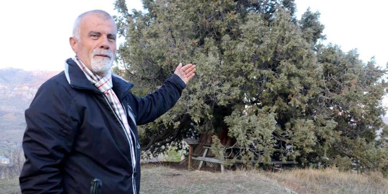 Görenleri hayrete düşürüyor, yaklaşık bin yıllık