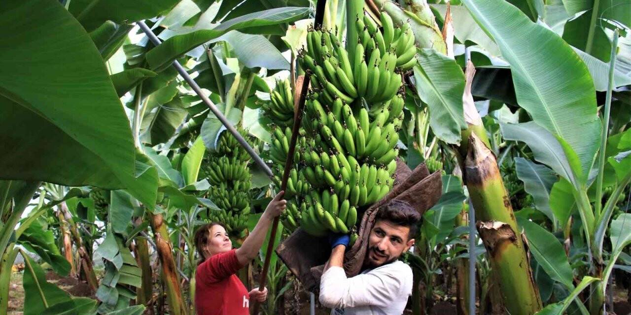 Yerli muz ucuzladı, ithali 20 lirayı aştı