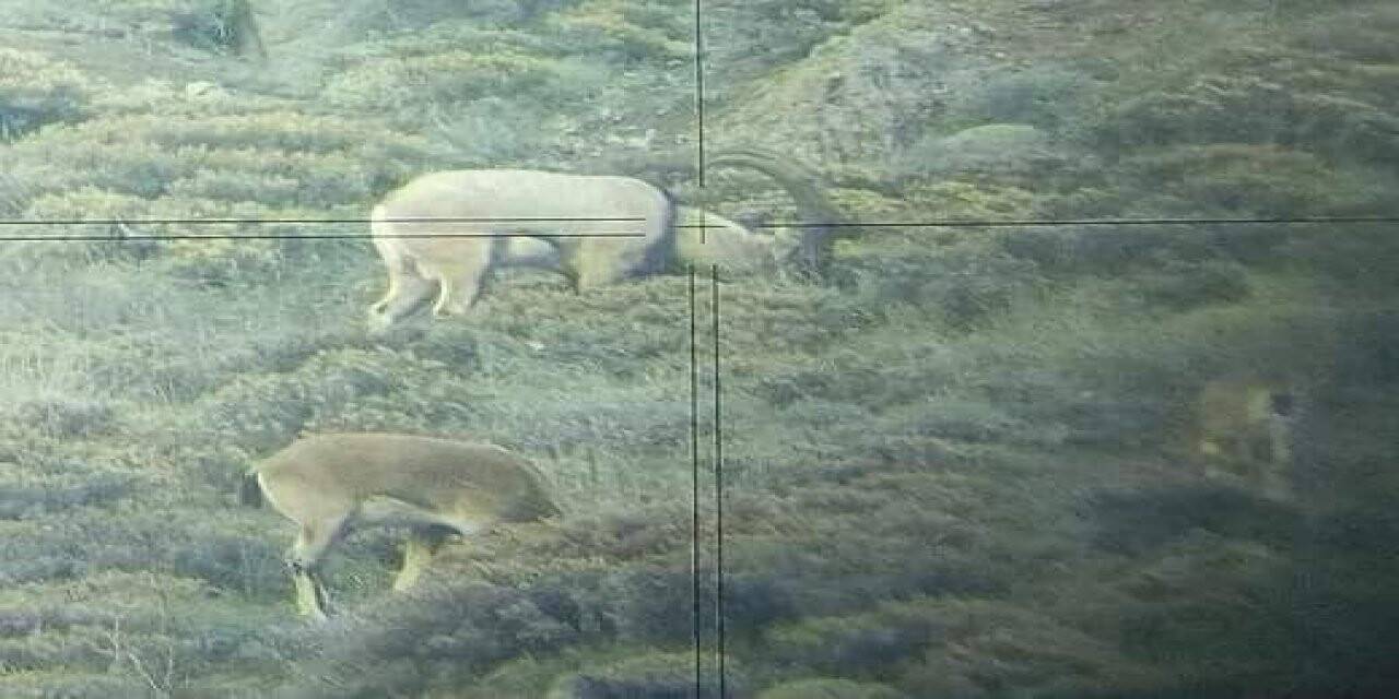 Ordu’da çengel boynuzlu yaban keçisi sayısı arttı