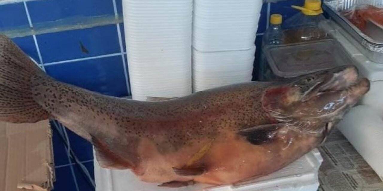 Elazığ’da 10 kiloluk alabalık yakalandı
