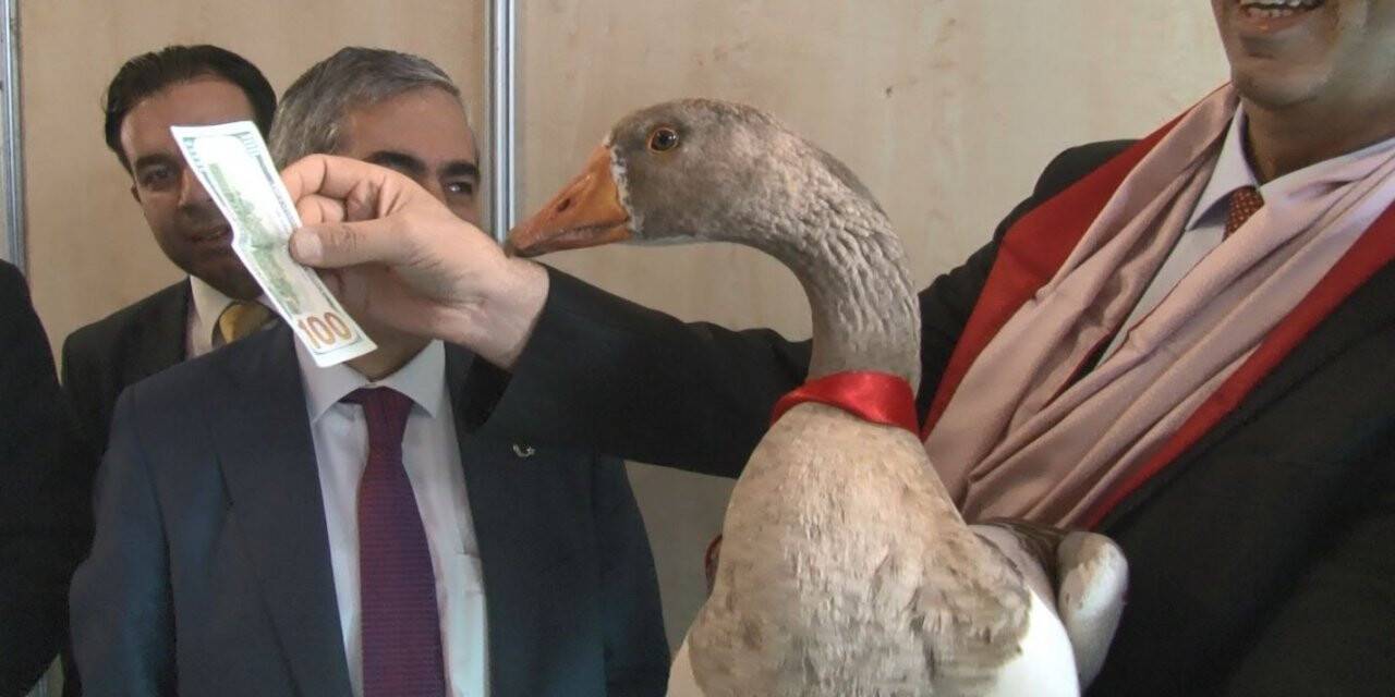 Kazlar podyuma çıktı, en güzeli 100 doları kaptı