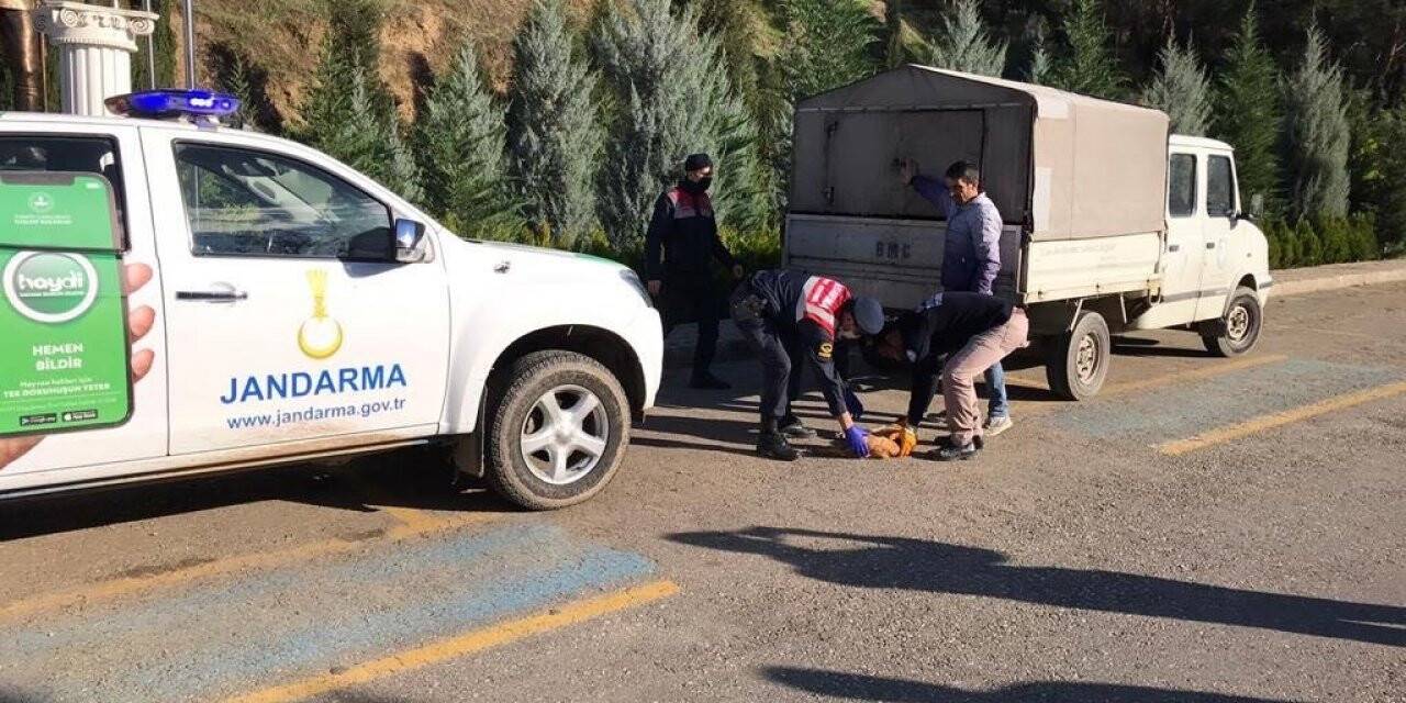 Manisa’da yaralı köpeğe jandarma şefkati