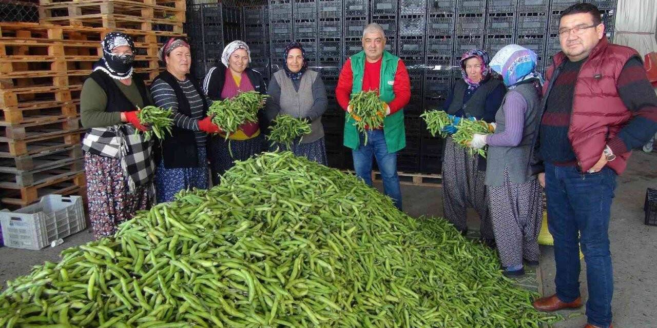 Silifke’den Irak’a bakla ihracatı başladı
