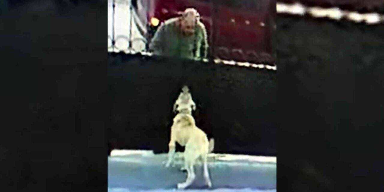 Önce köpeğin saldırganlığını test etti, sonra çaldı