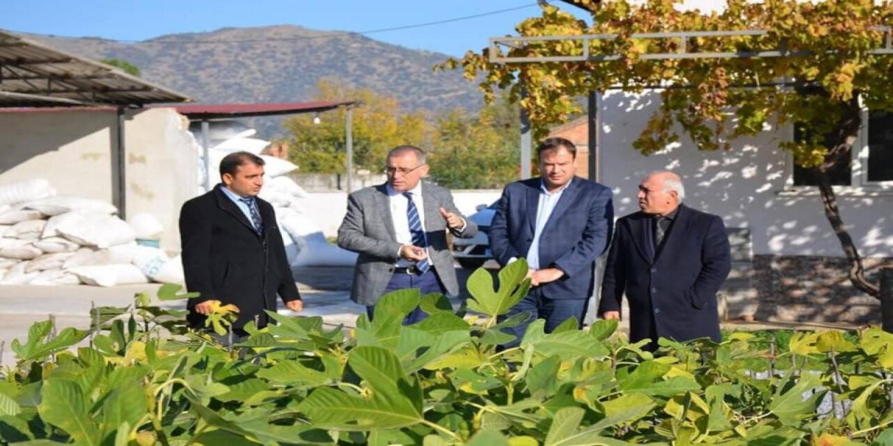 Aydın’da incir fidanı dağıtıldı