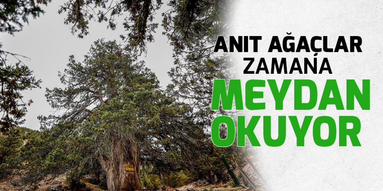 Türkiye'nin anıt ağaçları zamana meydan okuyor