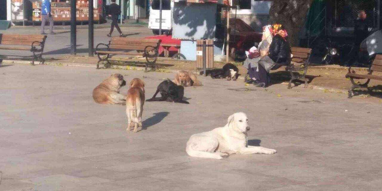 Sokak köpeklerinin saldırdığı çocuk yaralandı