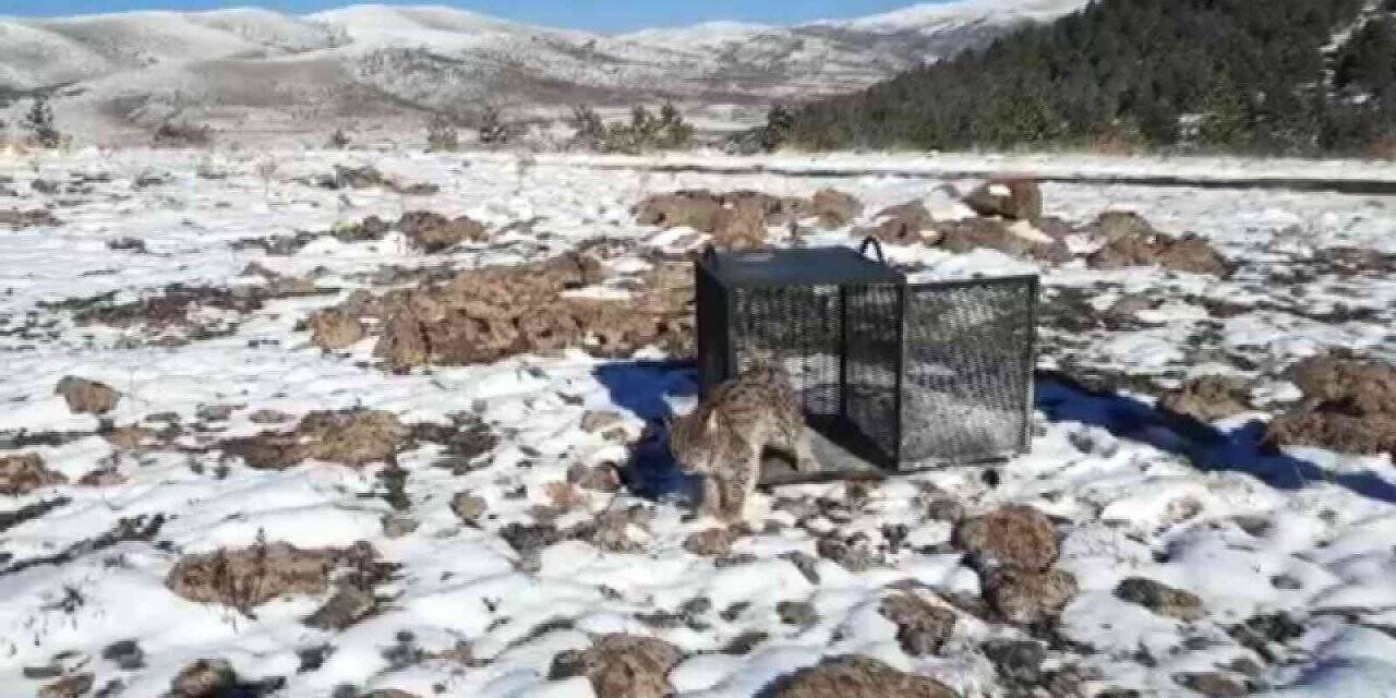Kümese giren vaşak doğaya bırakıldı